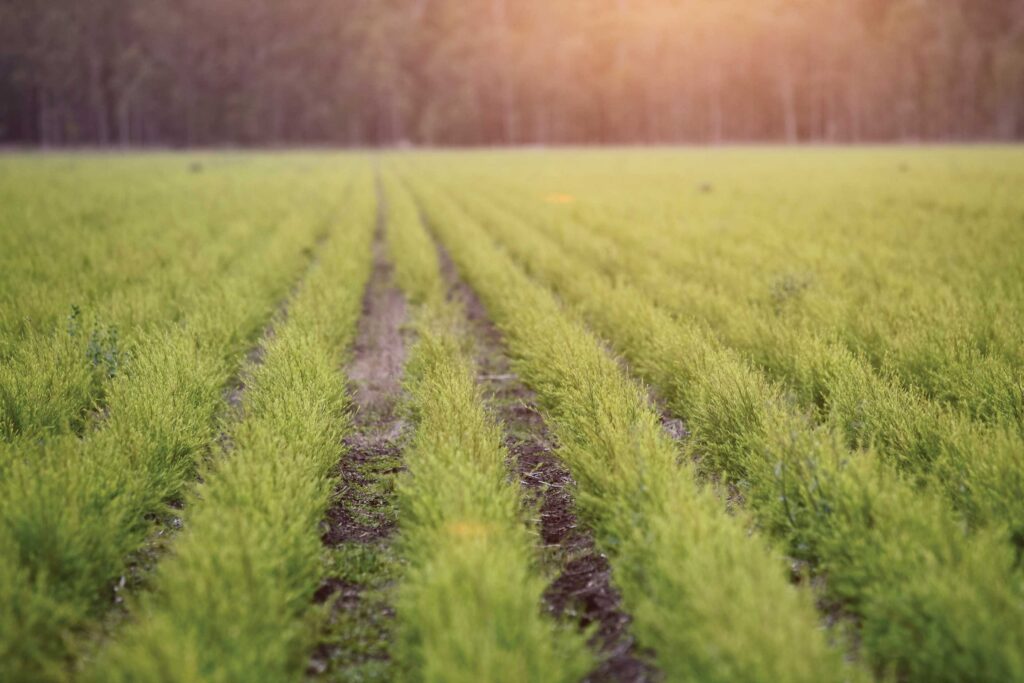 9 Best Uses for Tea Tree Oil