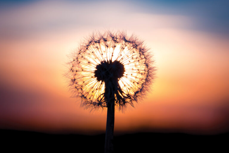 Preserving Medicinal Plant Knowledge