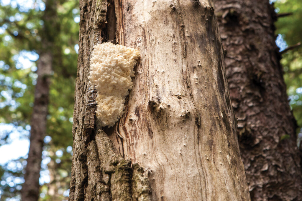 Natural Support for Healthy Aging