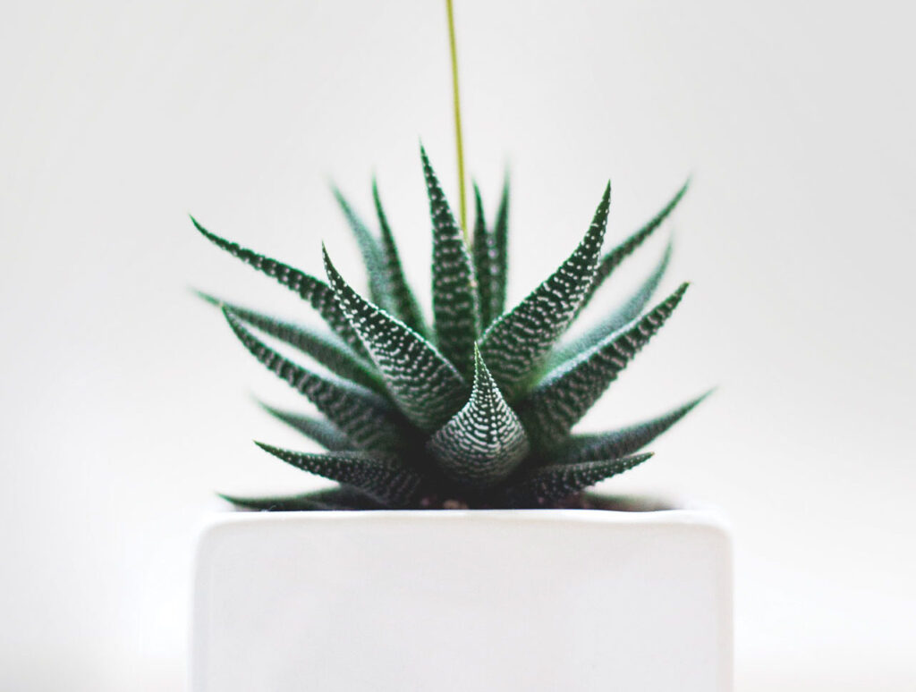 Plants Versus Pollutants