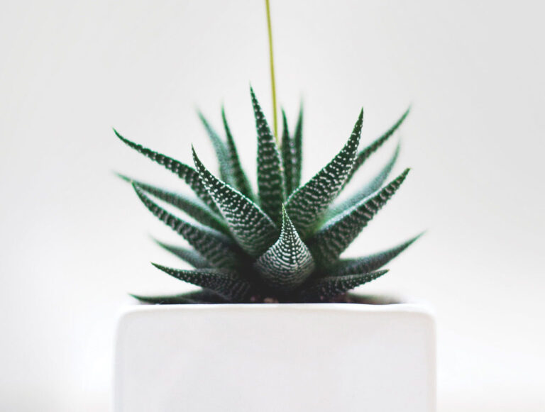 Plants Versus Pollutants