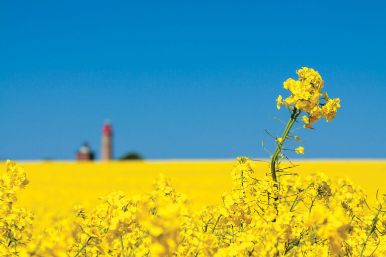 GM Foods Now and In The Future