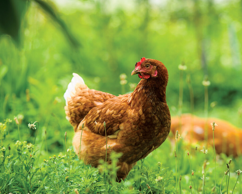 Backyard Chickens – additional resources