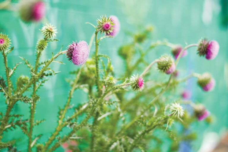 Social Justice Crusader Proves That Love Heals