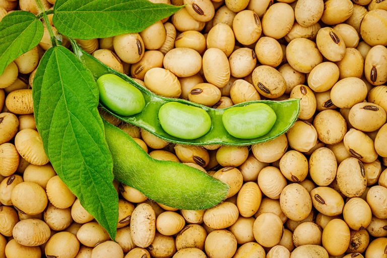 Soy bean, close up. Open green soybean pod on dry soy beans background. Soy bean mature seeds, top view
