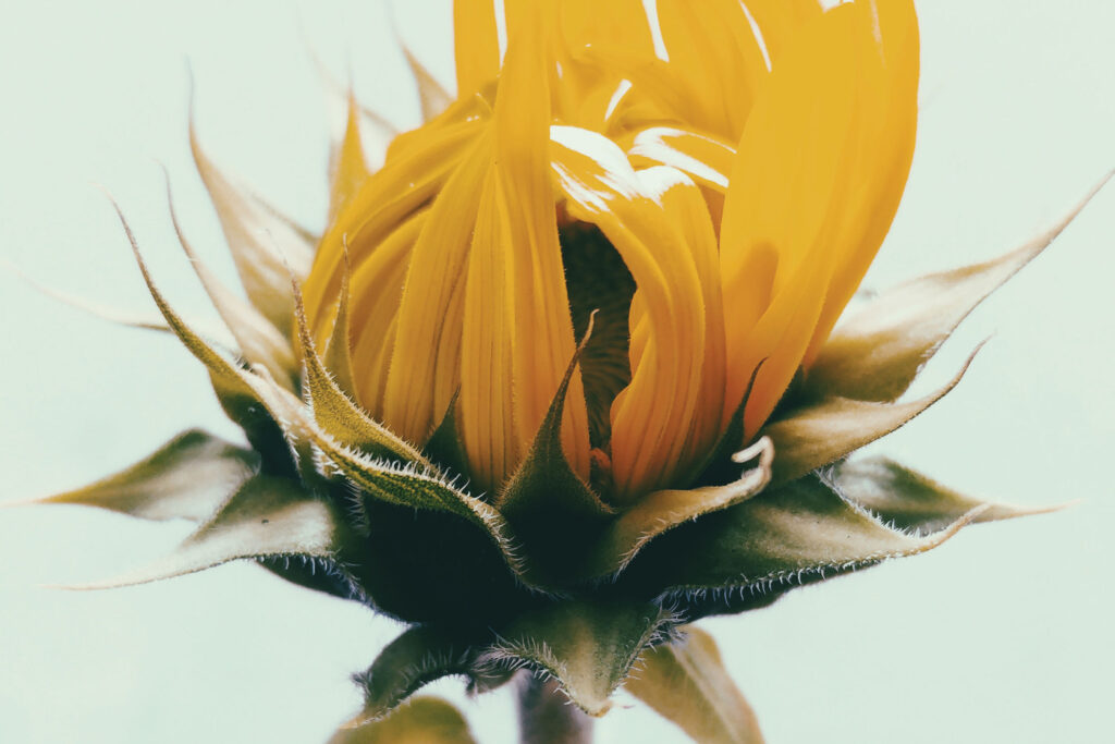 From Trauma to Transformation