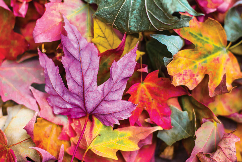 No more back-to-school bugs