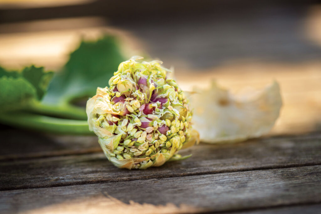 garlic clove blossoming on a picnic table