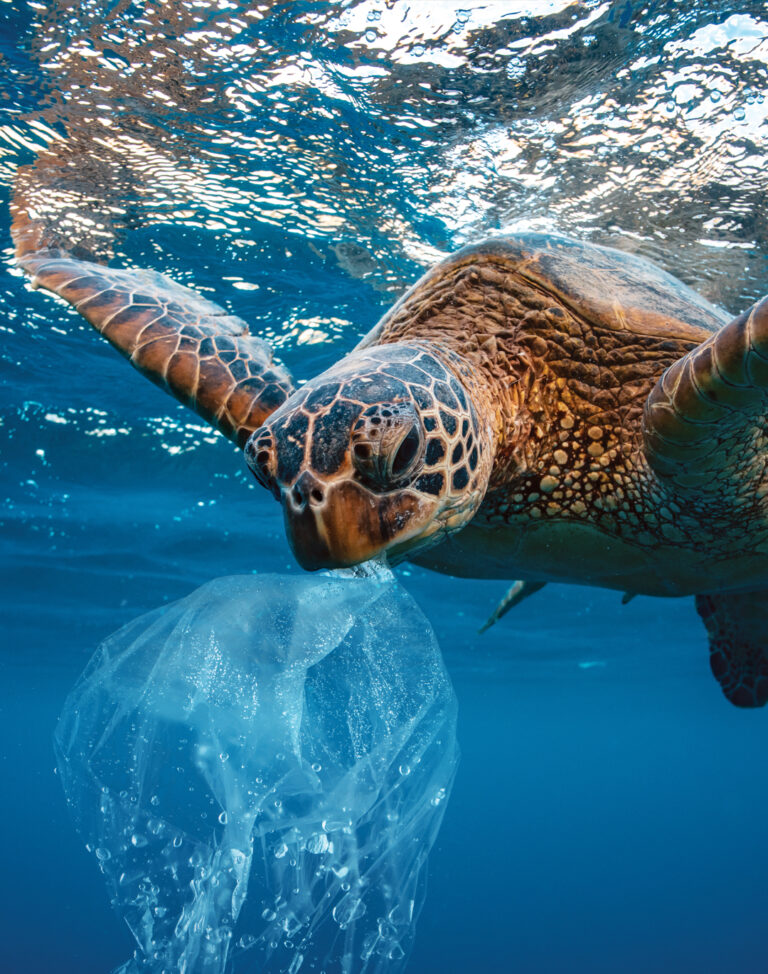 What’s in alive: The Eco Issue