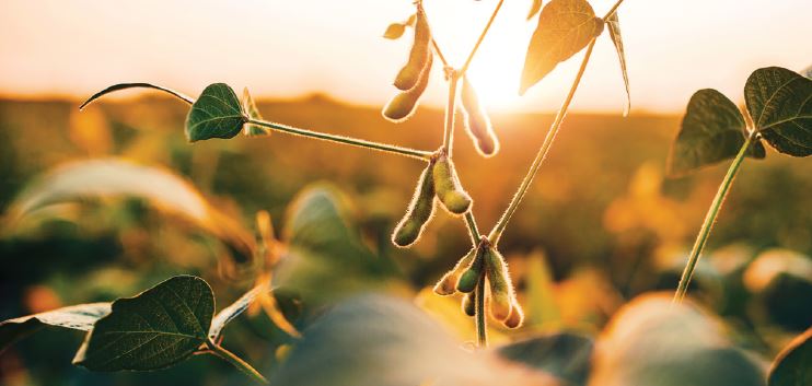 Can Soy Really Ease Menopause Symptoms?