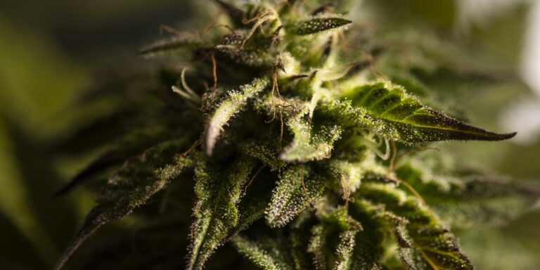 What Is the Endocannabinoid System?