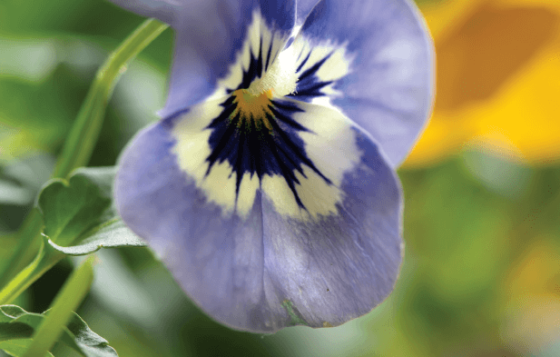 Johnny Jump-Up and Lentil Salad