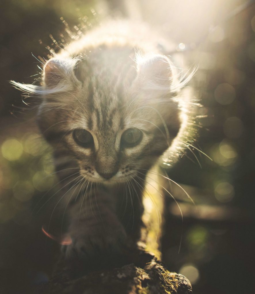 5 Tips to Keep Your Pets Green and Happy