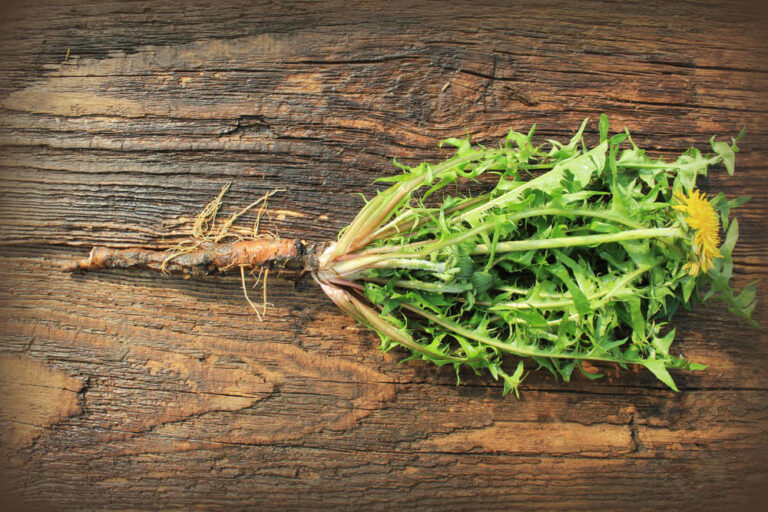How to Roast Dandelion Roots
