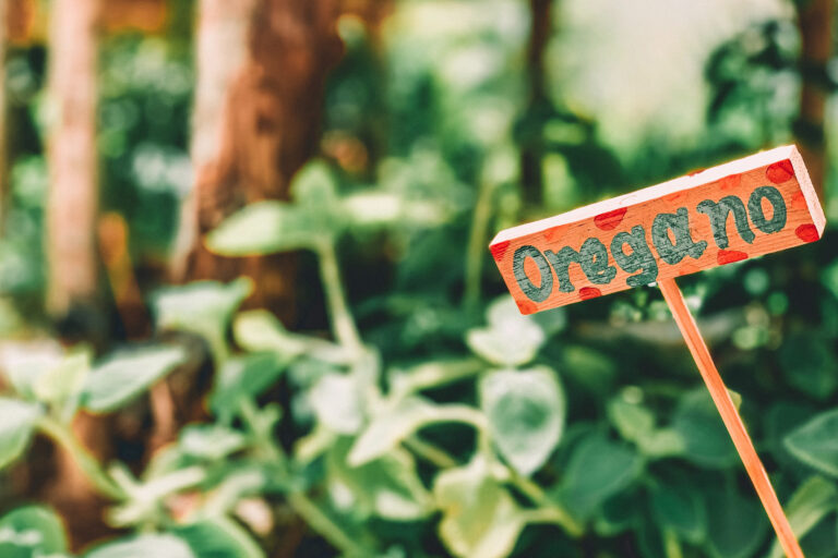 The Cold, The Flu, and The Gut