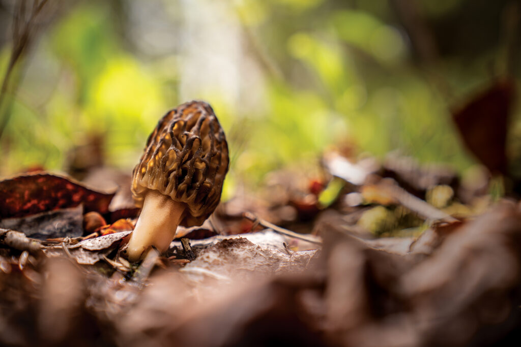 The Secret Life of Fungi