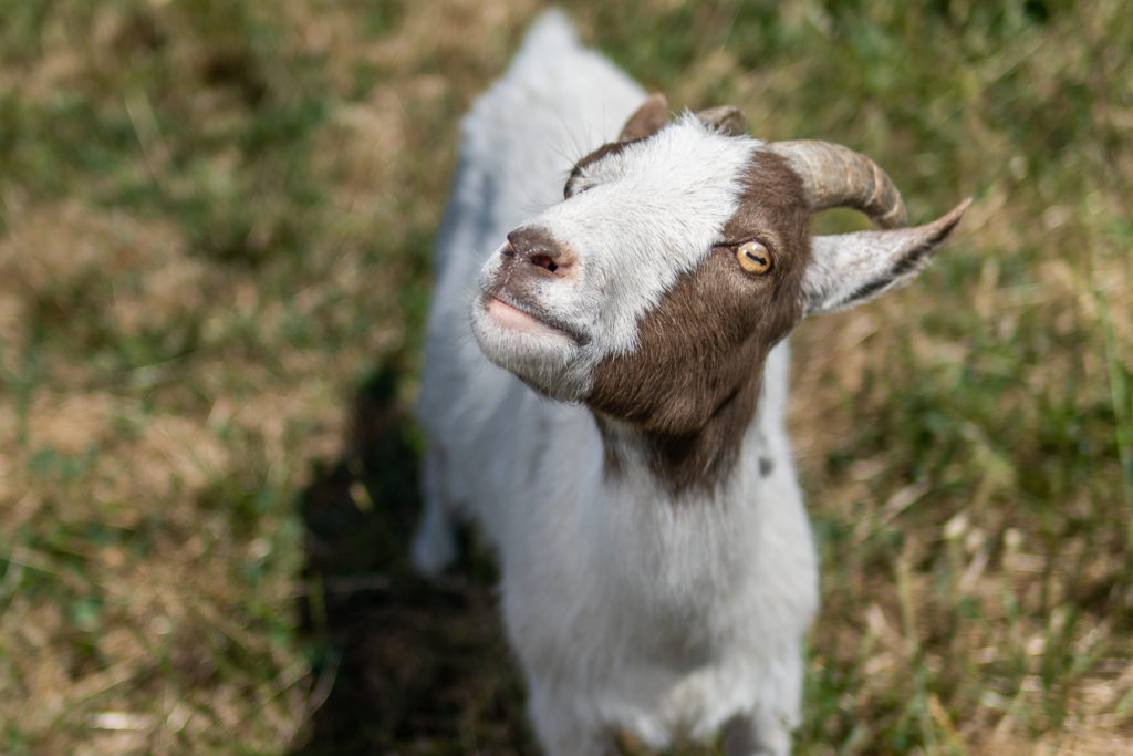 How to Save a Sanctuary