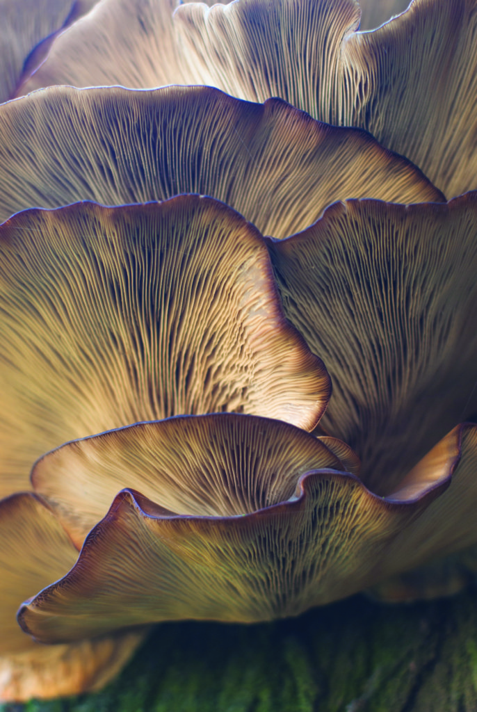 The Secret Life of Fungi