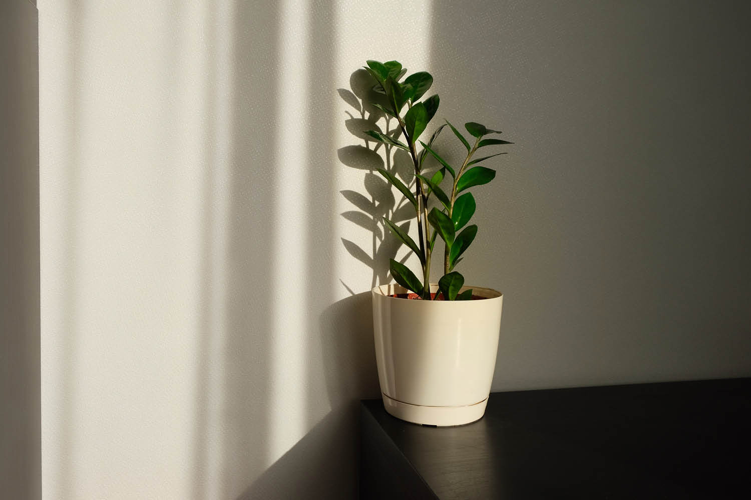Indoor Plants: A Breath of Fresh Air