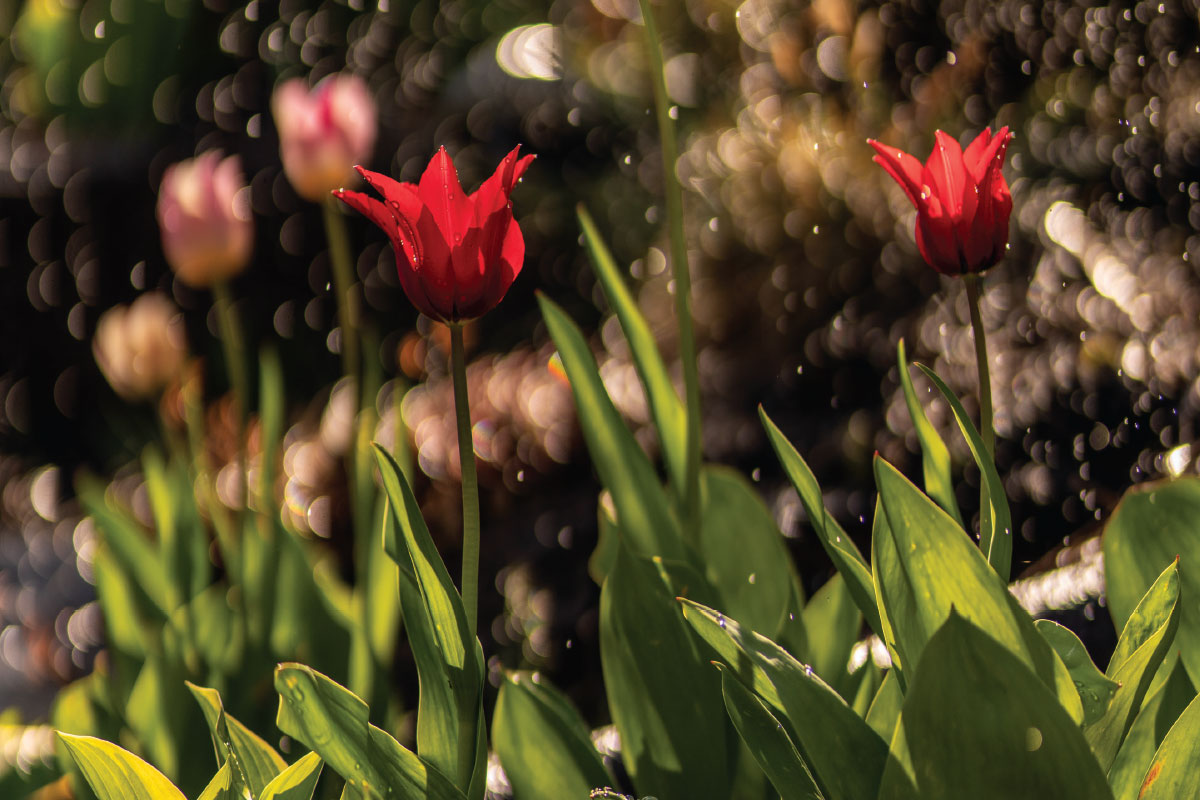 Tips for Growing Your Own Garden