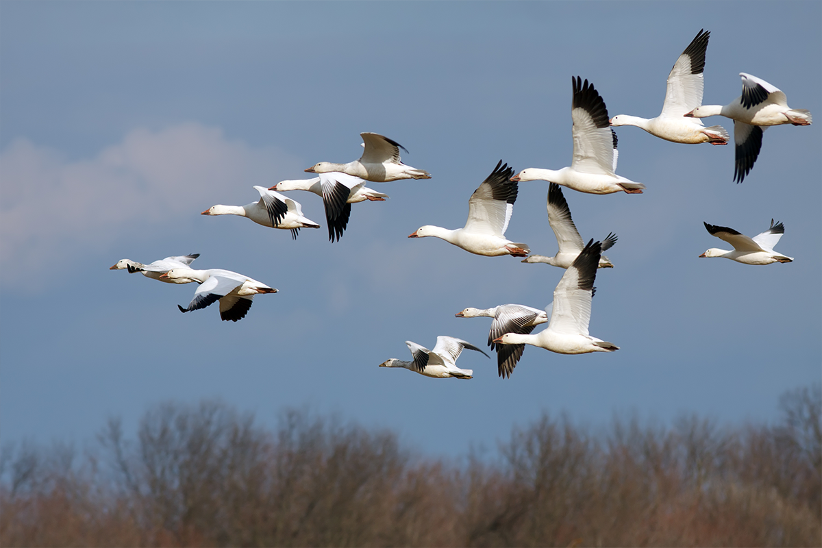 How to Keep Birdlife Safe in the Face of Avian Influenza
