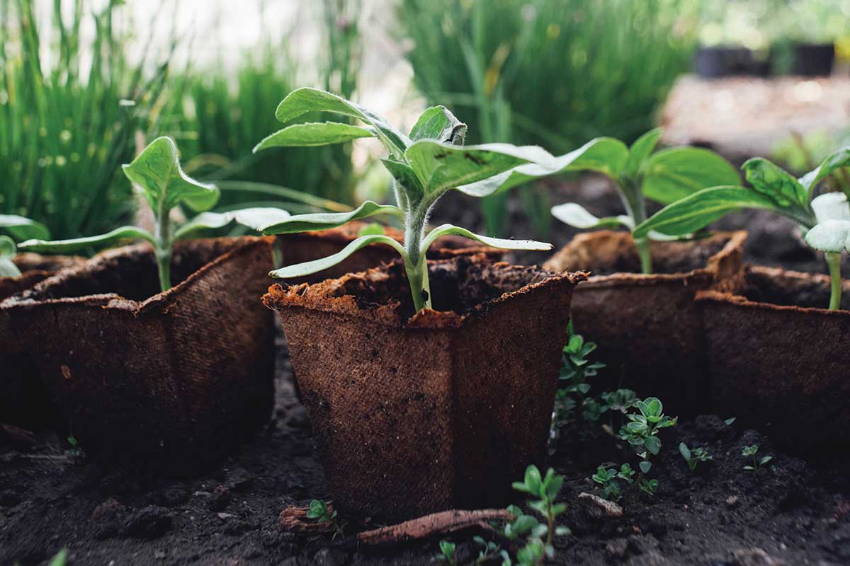 Growing Local on Turtle Farm