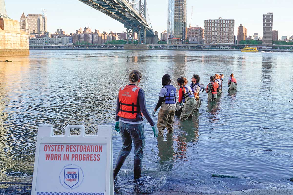 Innovation For Good: Billion Oyster Project and Sophie’s Kitchen