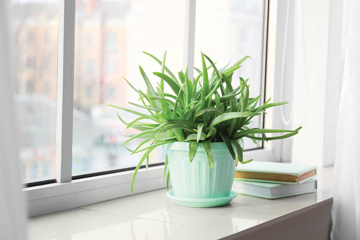 Bring the Outdoors In!