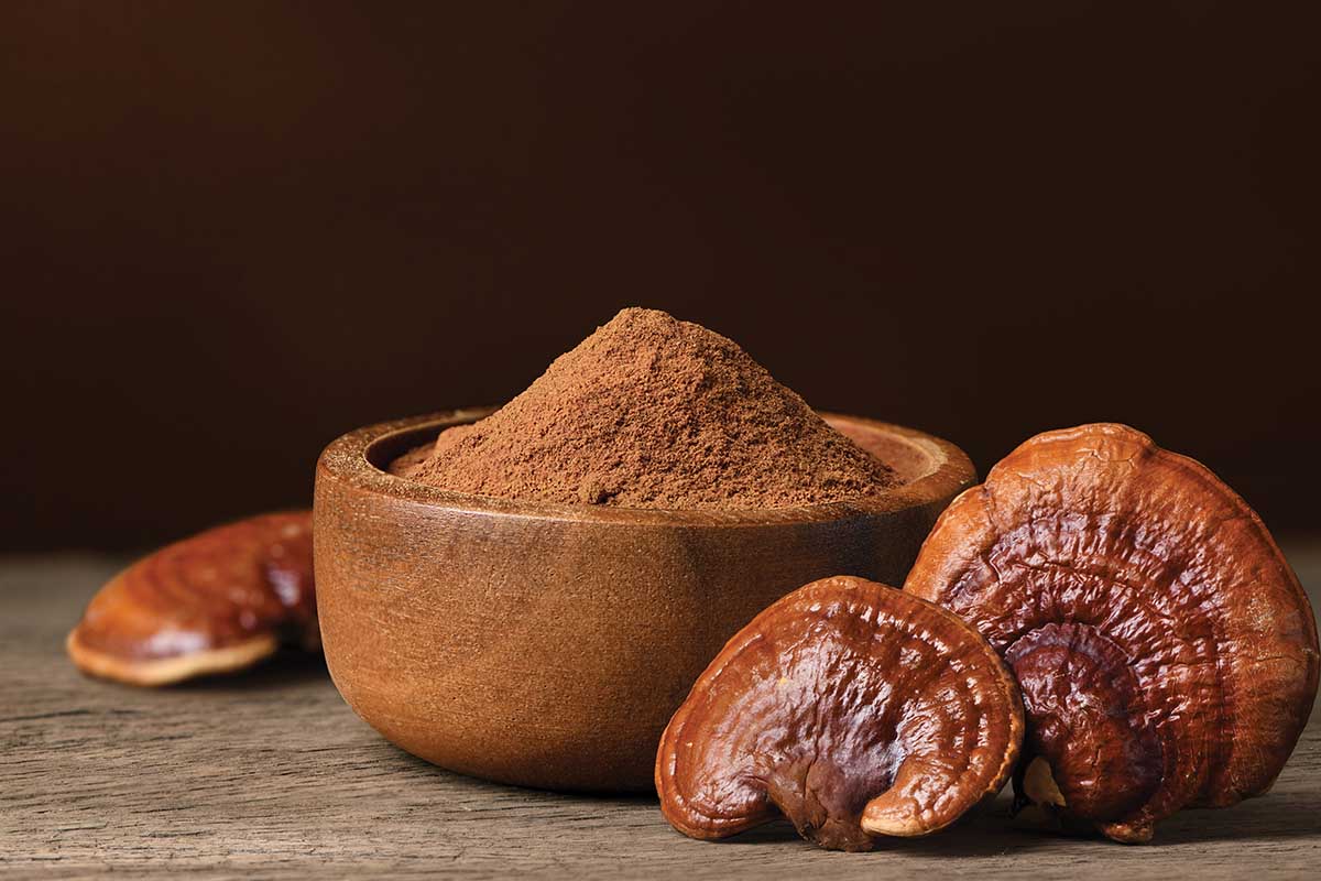 Innovation for Good: Rainforest Foundation US and Save the Rainforest Bars