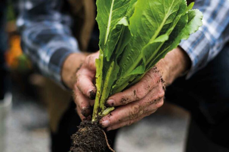 The dirt on immunity